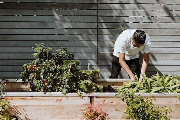 Comment choisir les plantes, les fleurs et les arbres qui conviennent à votre climat, votre sol et votre style ?