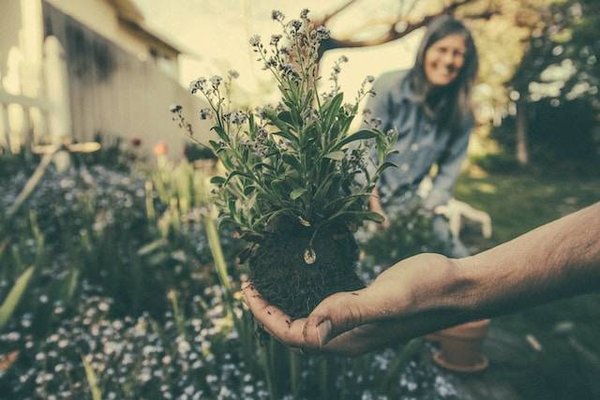 Les plantes qui ne nécessitent pas trop d'efforts en culture et en entretien