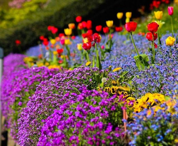 Comment composer un massif ou une jardinière avec vos plantes ?